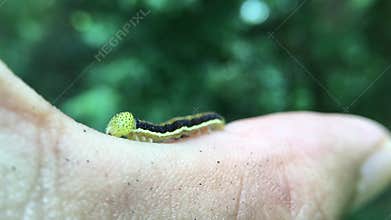Beautiful worm on the finger.
