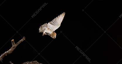 Barn Owl, tyto alba, Adult in flight, Normandy,