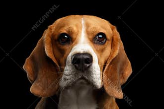 Beagle dog on isolated black background