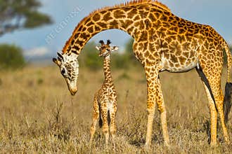 Mother Masai Giraffe Protecting Baby