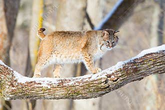 Bobcat broadside in tree