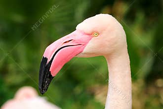 Pink Flamingo