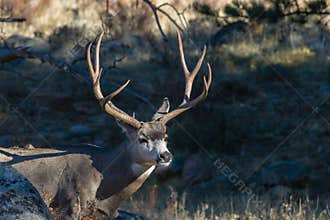 Mule Deer Buck