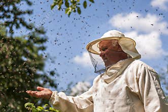 Beekeeper and bee swarm, apiary beehive honey
