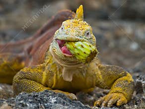 The land iguana eats a cactus. The Galapagos Islands. Pacific Ocean. Ecuador.