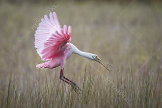 Roseate Spoonbill landing in a marsh - Florida