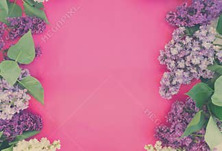 Lilac on pink background