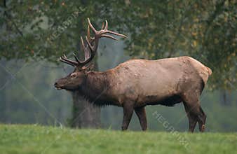 Elk