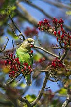 Brown-headed Parrot in Kruger National park, South Africa