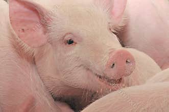 Pig