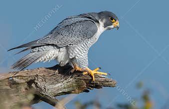 Peregrine Falcon