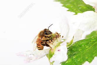 Honey Bee Blackberry Flower 2