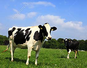 The Cow
