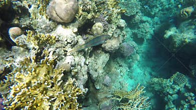 Marine flora and fauna