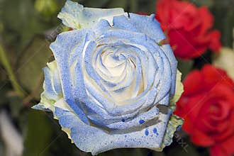 Colorful rose