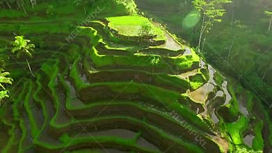 Rice terrace field aerial shot circle around, green paddy field in Bali, Indonesia