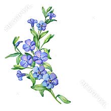 Periwinkle. Branch of first spring flowers - Vínca mínor.