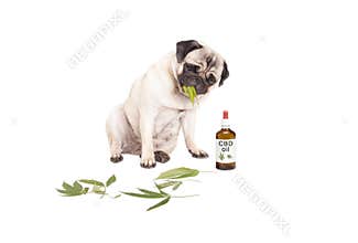 Pug puppy pet dog eating weed, Cannabis sativa, leaves sitting next to dropper bottle of CBD oil for animals, isolated on whi