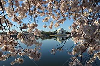Cherry Blossom Festival. Washington, DC