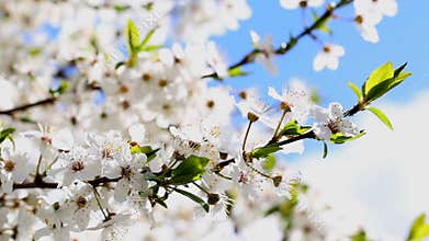 Flowers blooming mirabelle