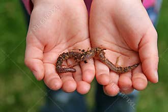 A child and a worm