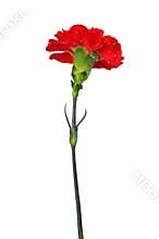 Dewy red carnation flower