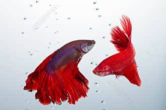 Red betta fighting fish