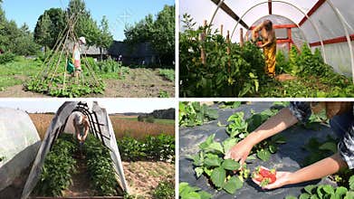 Women gardener care plants and harvest in garden. Video collage