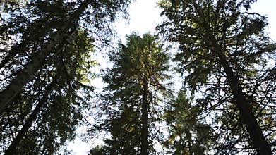 Northern forest- trees moving