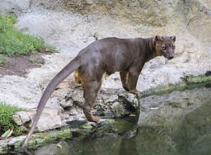 Hunting fossa
