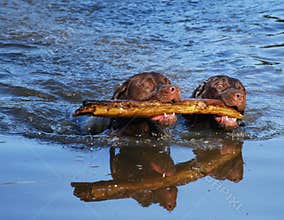 Teamwork