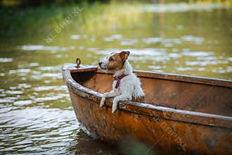 Dog playing in water