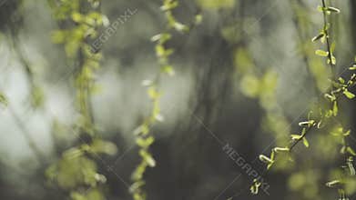 Willow Branches Swinging in the Wind on a Bright Day at The Beginning of the Spring