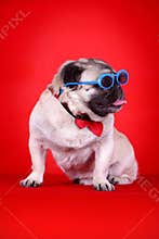 Funny pet dog