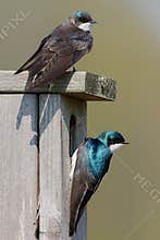 Tree Swallows
