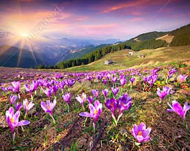Blossom of crocuses at spring in the mountains