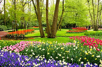 Spring flowers, Keukenhof Gardens