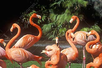 Pink Flamingoes, San Diego Zoo, CA