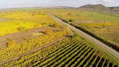 Country road through the vineyards in fall colors, aerial view