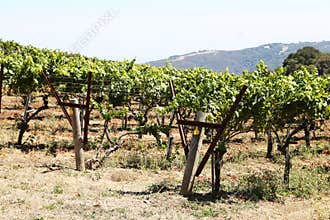 Vineyard in a countryside