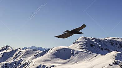 Slow motion of flying eagle, parallax animation.