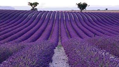 Lavender field in the summer in Valensole