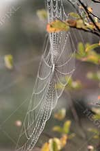 Mist in the Web