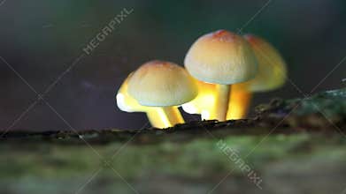 Fungal spores