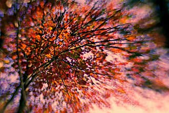 Autumn Burst of Color