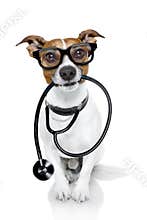 Medical doctor dog