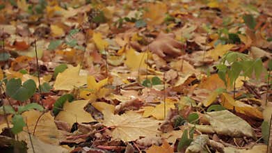 Autumn Forest, yellow foliage on the ground
