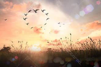Flock of Birds Flying in Heart Shape Formation over Meadow at Warm Sunset