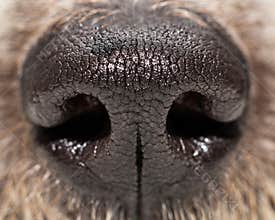 Dog Nose Extreme Closeup