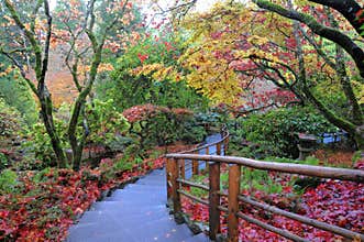 Japanese garden